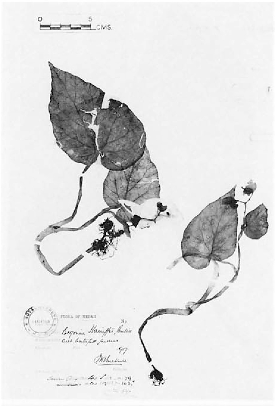 B. haniffii